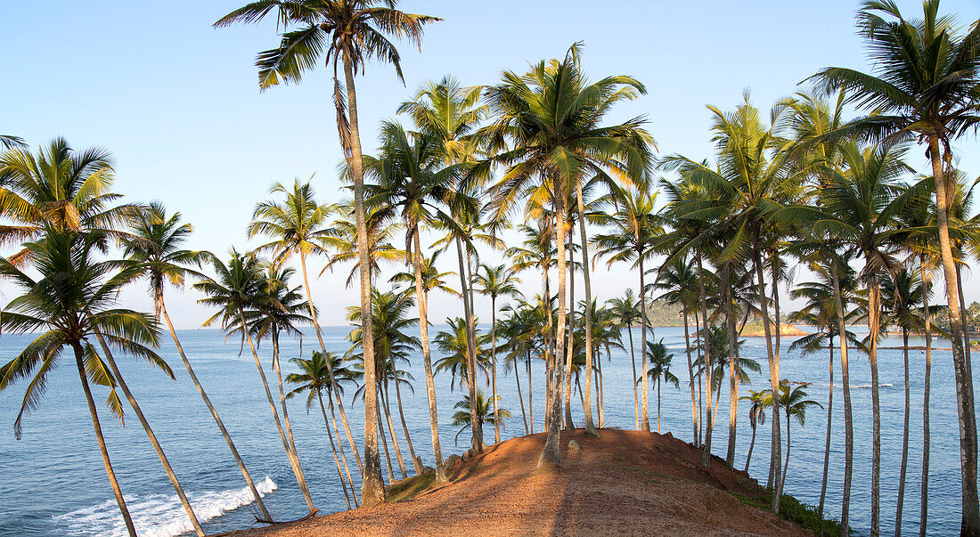 Tropical scenery of palm trees on a hillside by blue ocean, Mirissa, Sri Lanka, Asia