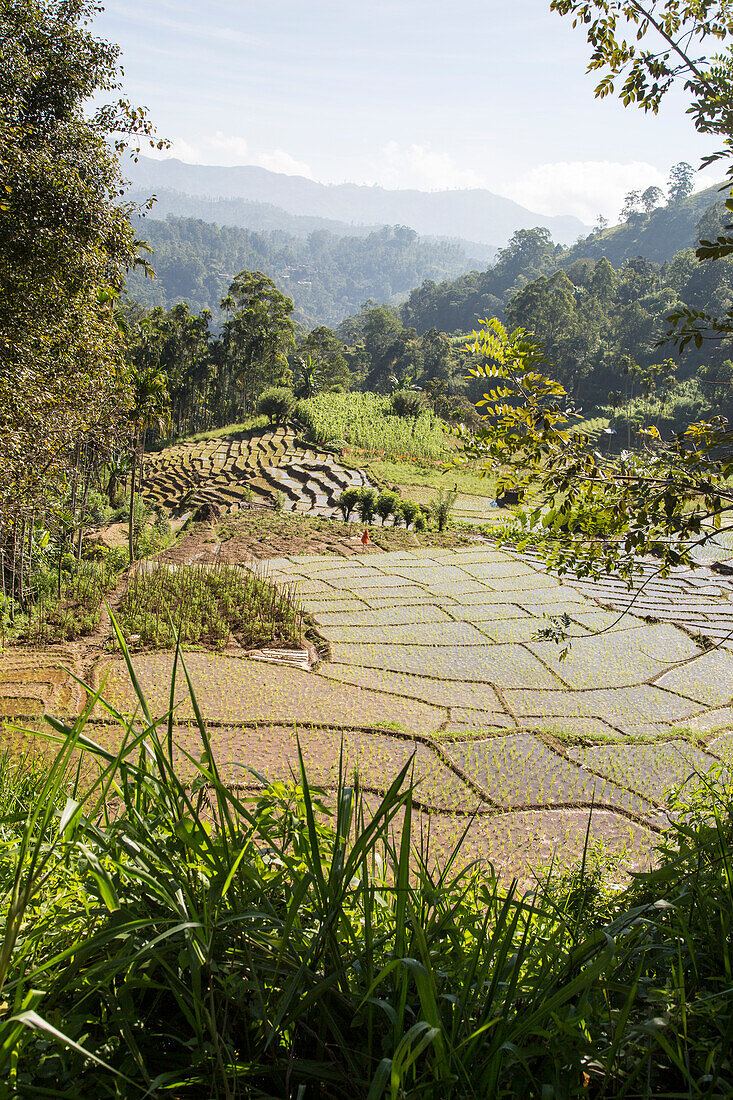 Reisfelder, Reisanbau-Terrassen, Ella, Badulla District, Provinz Uva, Sri Lanka, Asien