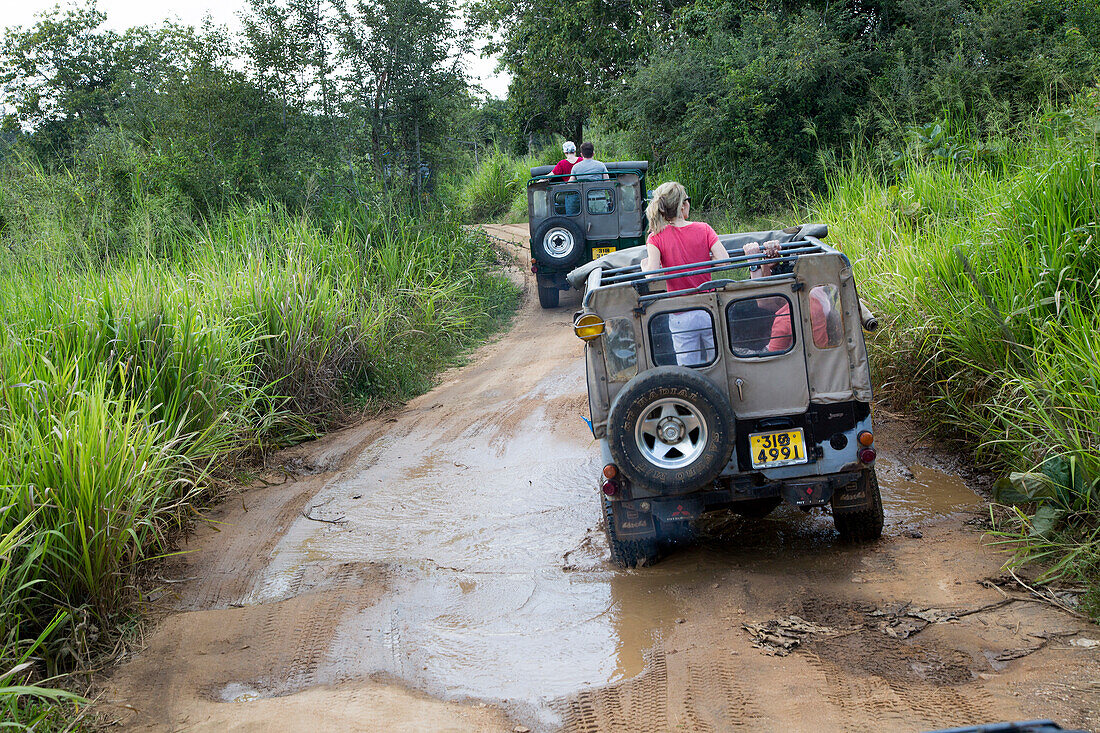 Elephant safari in Hurulu Eco Park biosphere reserve, Habarana, Anuradhapura District, Sri Lanka, Asia