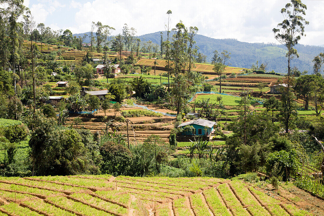 Intensive subsistence vegetable farming near Nuwara Eliya, Sri Lanka, Asia