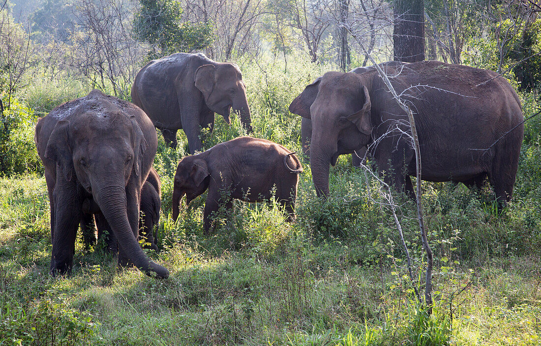 Wilde Elefanten im Biosphärenreservat Hurulu Eco Park, Habarana, Distrikt Anuradhapura, Sri Lanka, Asien