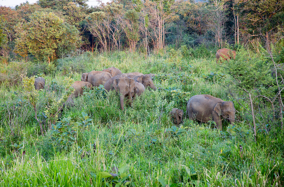 Wild elephants in Hurulu Eco Park biosphere reserve, Habarana, Anuradhapura District, Sri Lanka, Asia