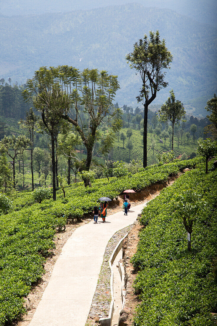 Frauen gehen mit Schatten spendenden Sonnenschirmen in der Stadt Haputale, Distrikt Badulla, Provinz Uva, Sri Lanka, Asien