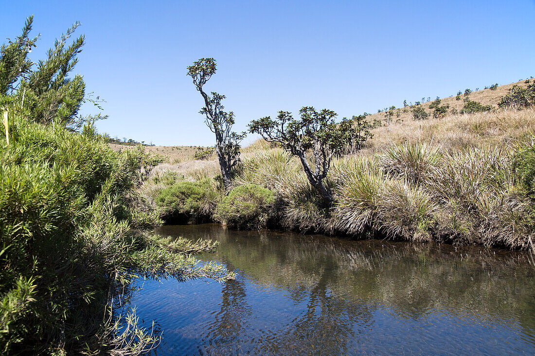 Belihul Oya river in montane grasland environment, Horton Plains National Park, Central Province, Sri Lanka, Asia