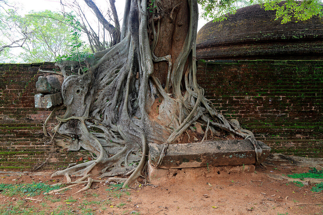 Nahaufnahme der Brettwurzeln eines Banyan-Baumes, antike Stadt Polonnaruwa, Nord-Zentral-Provinz, Sri Lanka, Asien