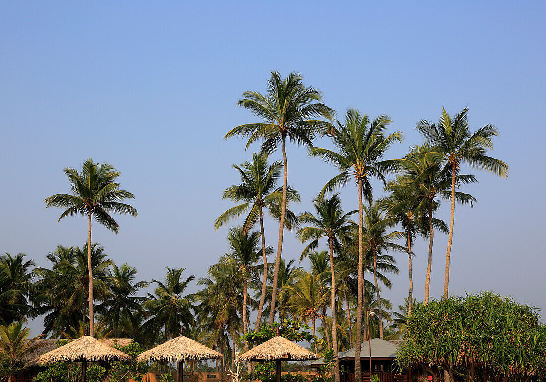 Coconut palm trees against deep blue sky, Nilavelli, Trincomalee, Sri Lanka, Asia