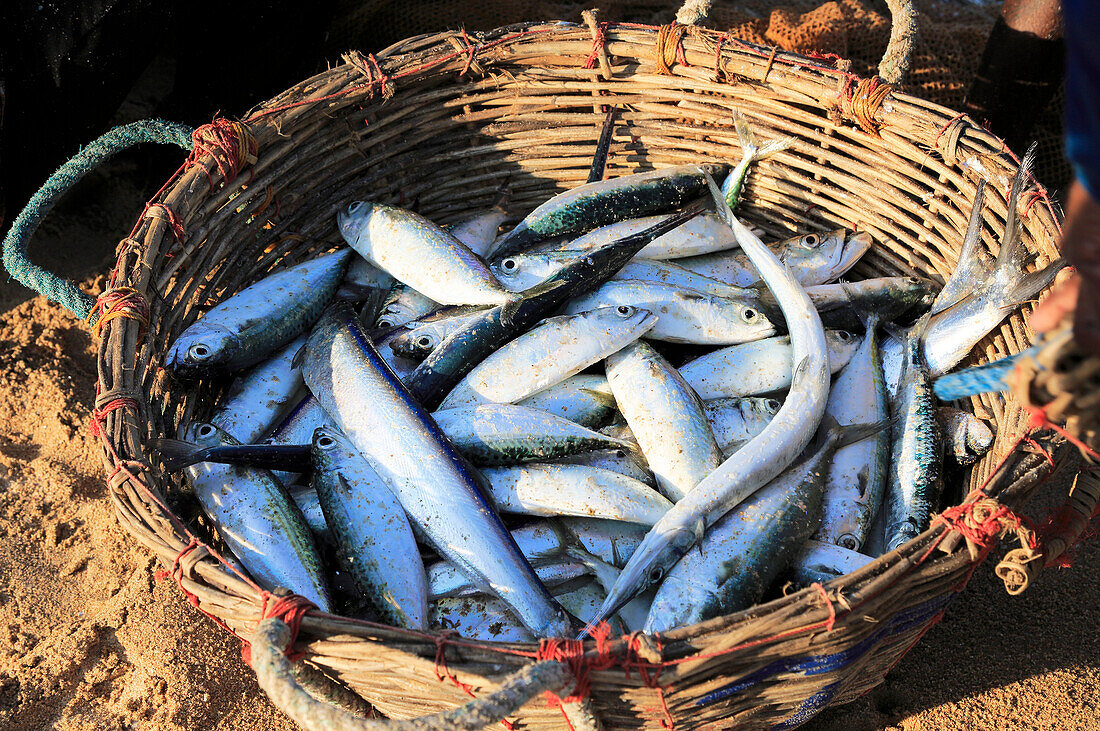 Korb mit frisch gefangenem Fisch, Nilavelli Beach, in der Nähe von Trincomalee, Ostprovinz, Sri Lanka, Asien