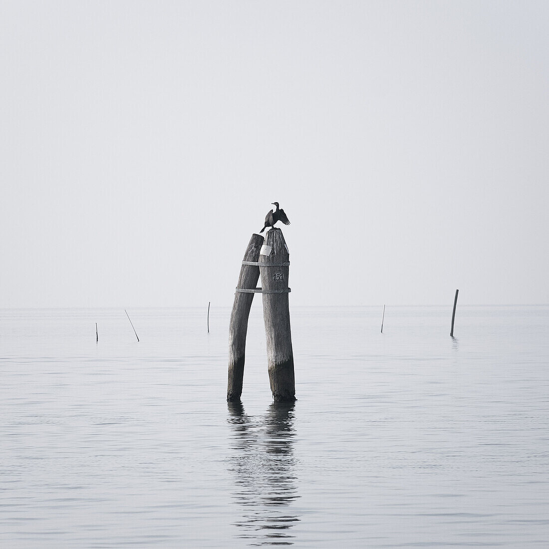  View of a cormorant in the Venice Lagoon, Veneto, Italy, Europe 