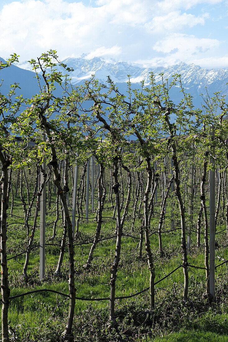 Apfelblüte im Etschtal, Vinschgau, Südtirol, Italien, Europa