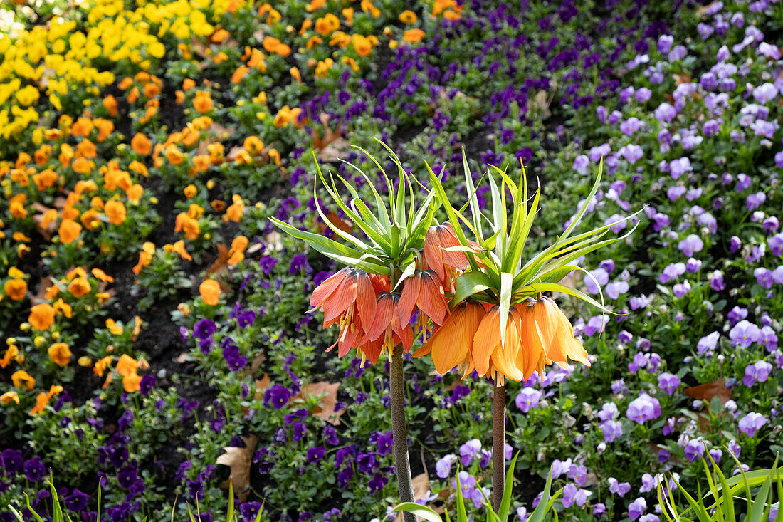 Fritillaria imperialis orange Glockenblumen in den Gärten von Schloss Trauttmansdorff, Meran, Südtirol, Italien, Europa