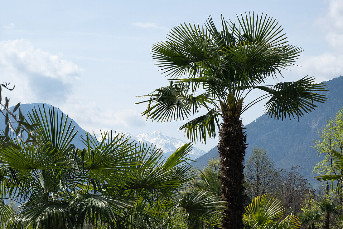 Palmengarten von Schloss Trauttmansdorff, Texelgruppe im Hintergrund, Meran, Südtirol, Italien, Europa