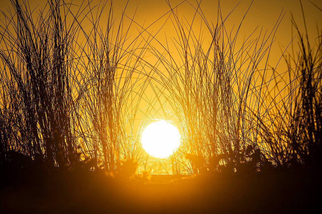 Sonne scheint durch Gras auf Dünen