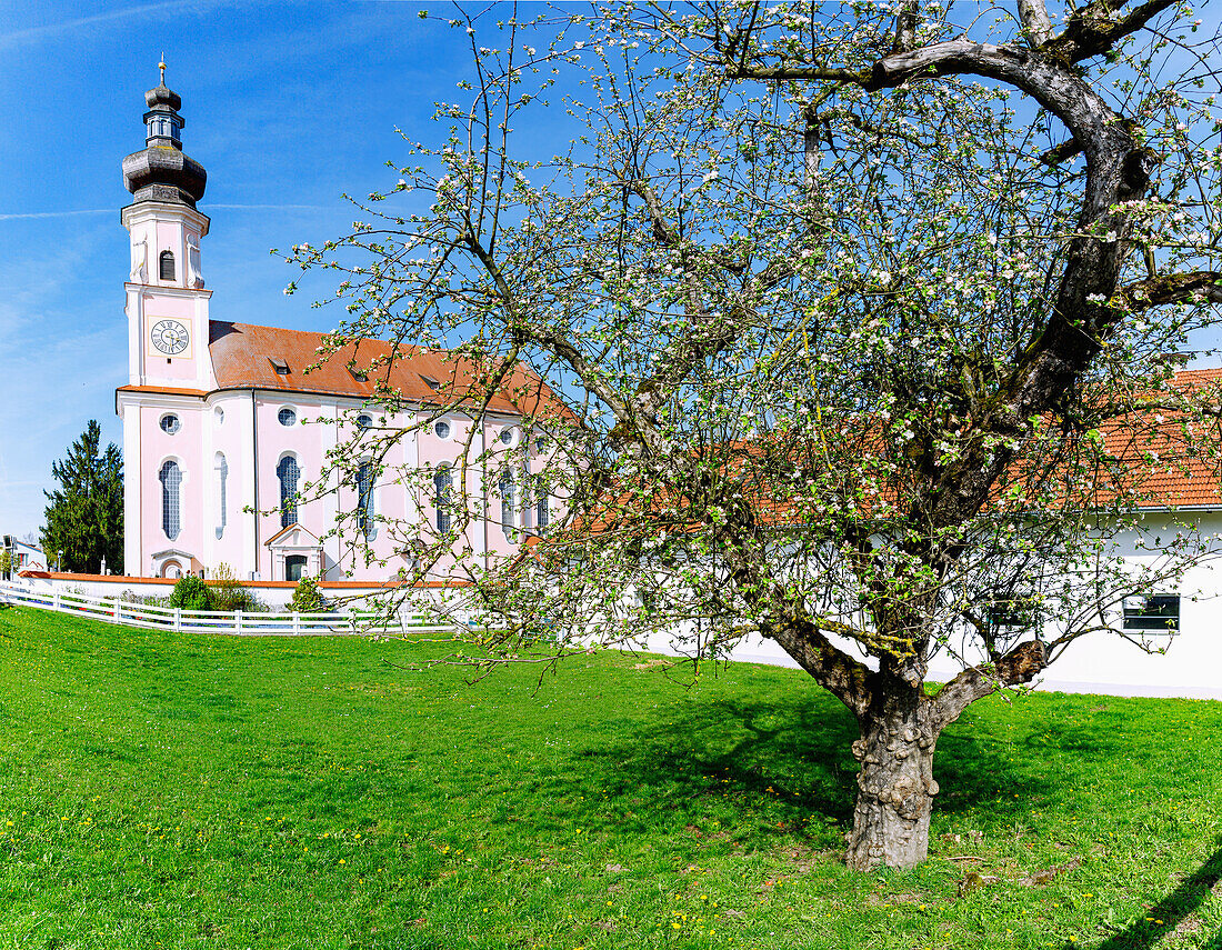 Pfarrkirche Mariae Heimsuchung mit blühendem Obstbaum in Bockhorn im Erdinger Land in Oberbayern in Deutschland