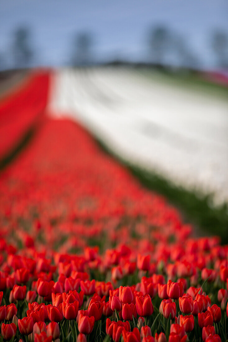  Red and white tulips in a field in spring, Schwaneberg, Magdeburg, Saxony-Anhalt, Germany, Europe 