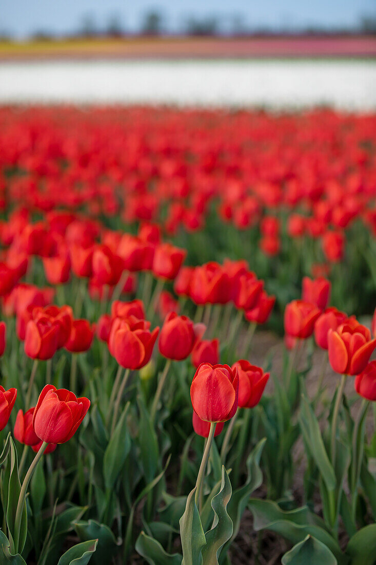 Tulpenfeld im Frühling, Schwaneberg, Magdeburg, Sachsen-Anhalt, Deutschland, Europa