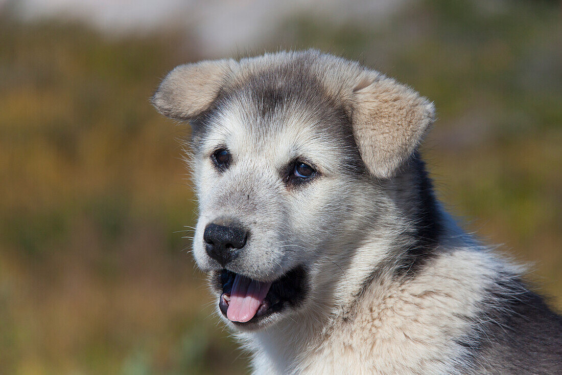 Grönländischer Schlittenhund, Canis lupus familiaris, Welpe, Ilulissat, West-Groenland, Grönland