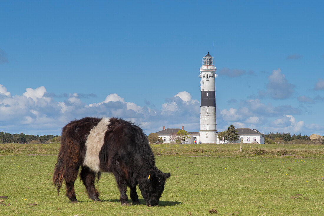 Leuchtturm Kampen und Belted Galloways, Insel Sylt, Nordfriesland, Schleswig-Holstein, Deutschland