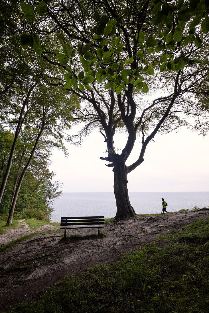 Jogger bei den Kreidefelsen, Kreideküste, Nationalpark Jasmund, Rügen, Ostsee, Mecklenburg-Vorpommern, Deutschland