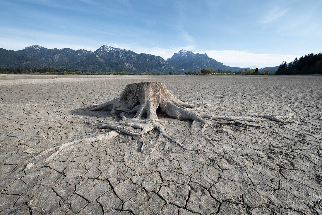  Tree rootstock in the completely dried-up Forggensee, Bavaria, Germany, Europe 