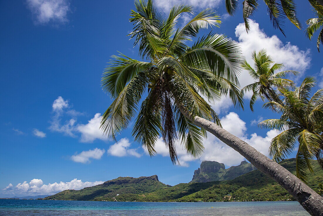 Kokosnusspalmen, Lagune und Berge, Bora Bora, Inseln unter dem Winde, Französisch-Polynesien, Südpazifik