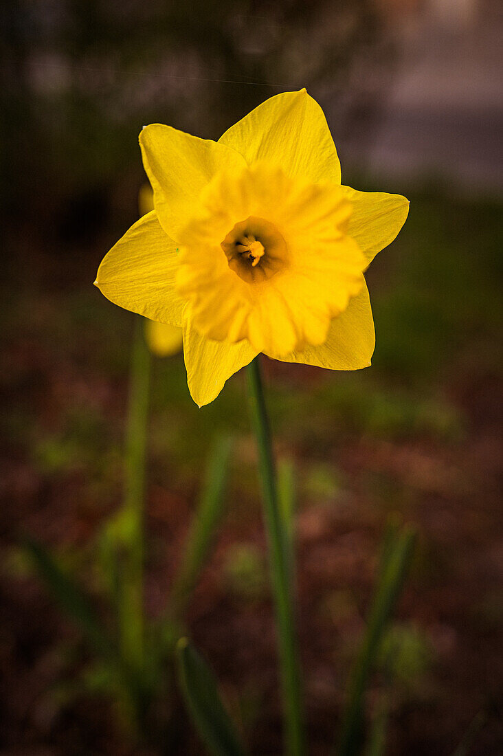 Die gelbe Blüte einer Narzisse (Narcissus pseudonarcissus L.) Osterglocke wächst und blüht im Frühling, Jena, Thüringen, Deutschland