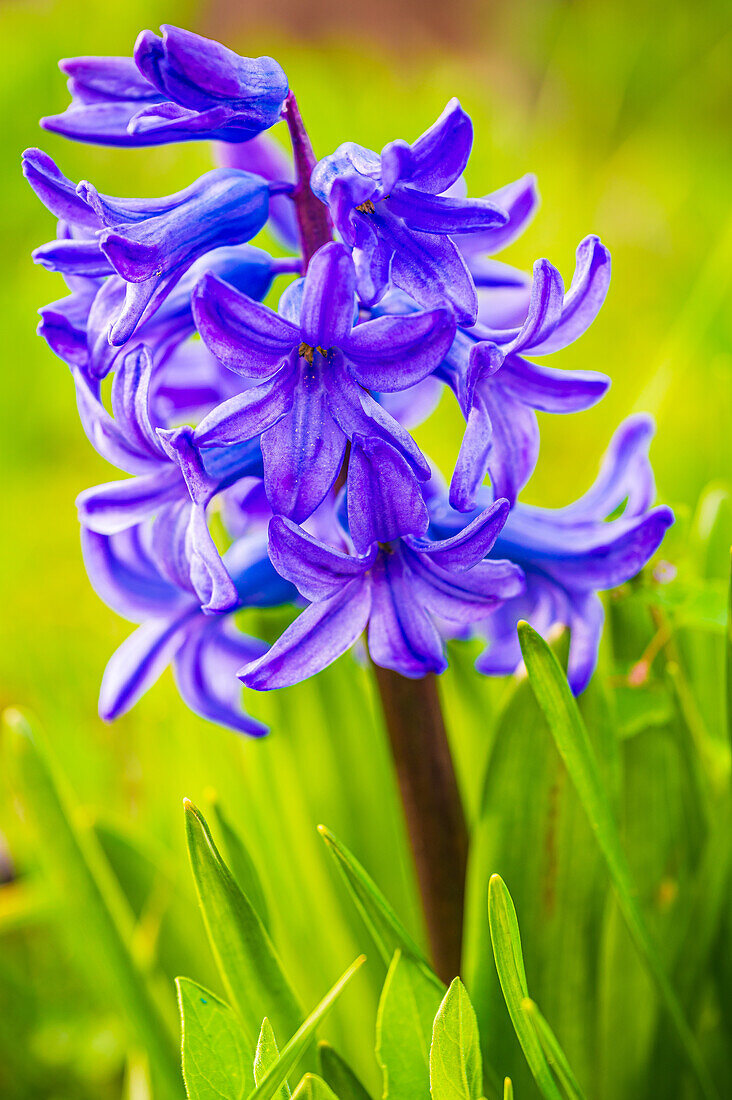 Die blauen Blüten der Gartenhyazinthe (Hyacinthus orientalis) blühen im Frühling, Jena, Thüringen, Deutschland
