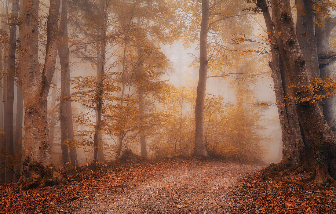 Morgennebel in einem herbstlichen Wald nahe Kloster Andechs, Bayern, Deutschland