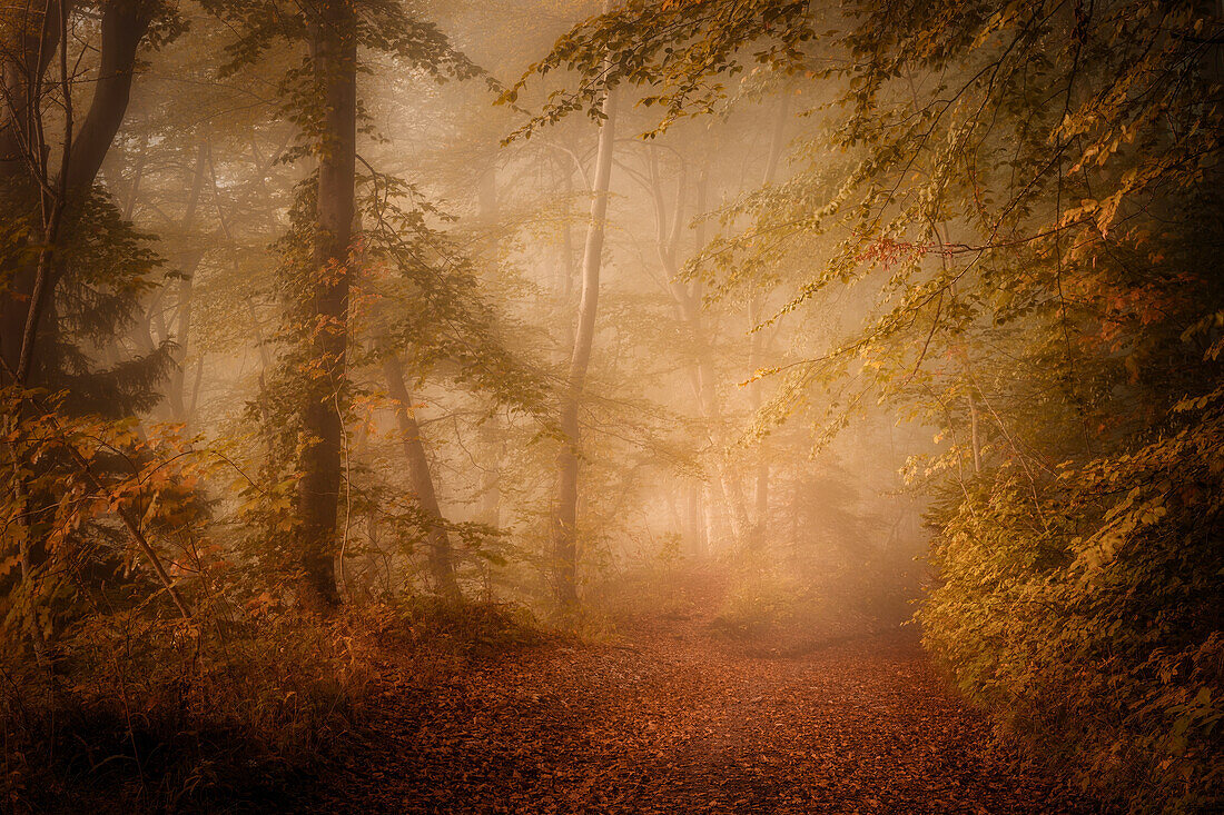 Morgennebel in einem herbstlichen Wald nahe Kloster Andechs, Bayern, Deutschland