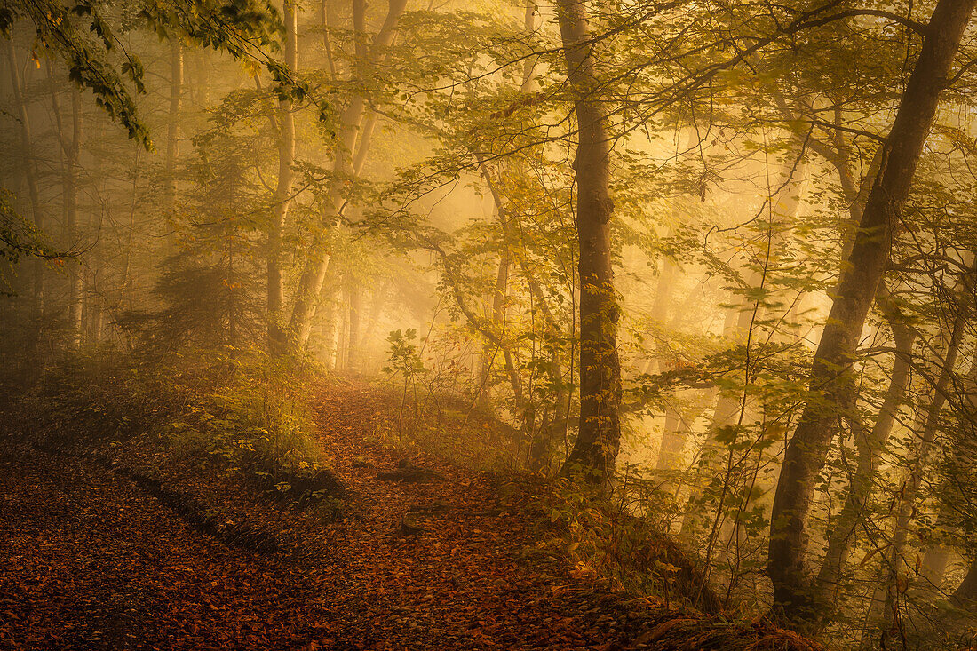 Nebliger Herbstmorgen im einem Wald südlich von München, Bayern, Deutschland, Europa