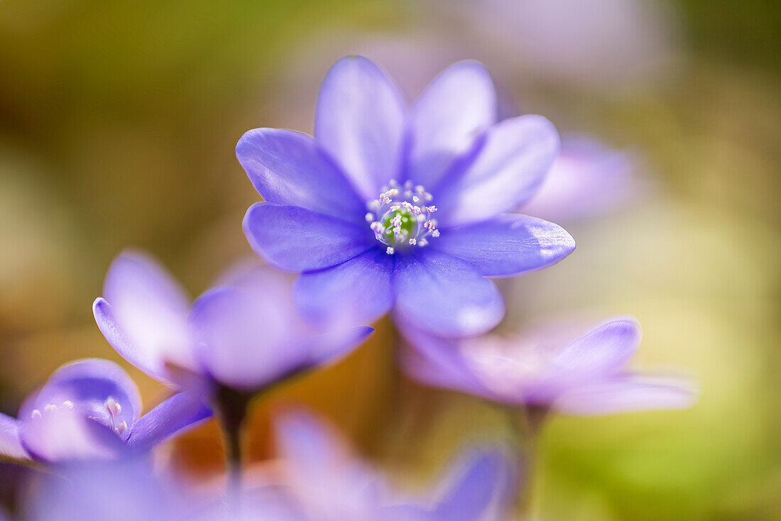  Liverwort in spring forest, Bavaria, Germany, Europe 