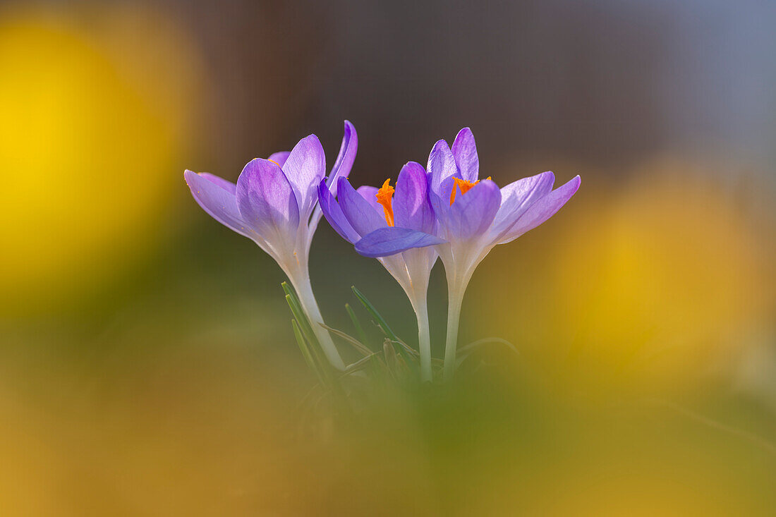  Colorful crocuses in the spring forest, Bavaria, Germany 