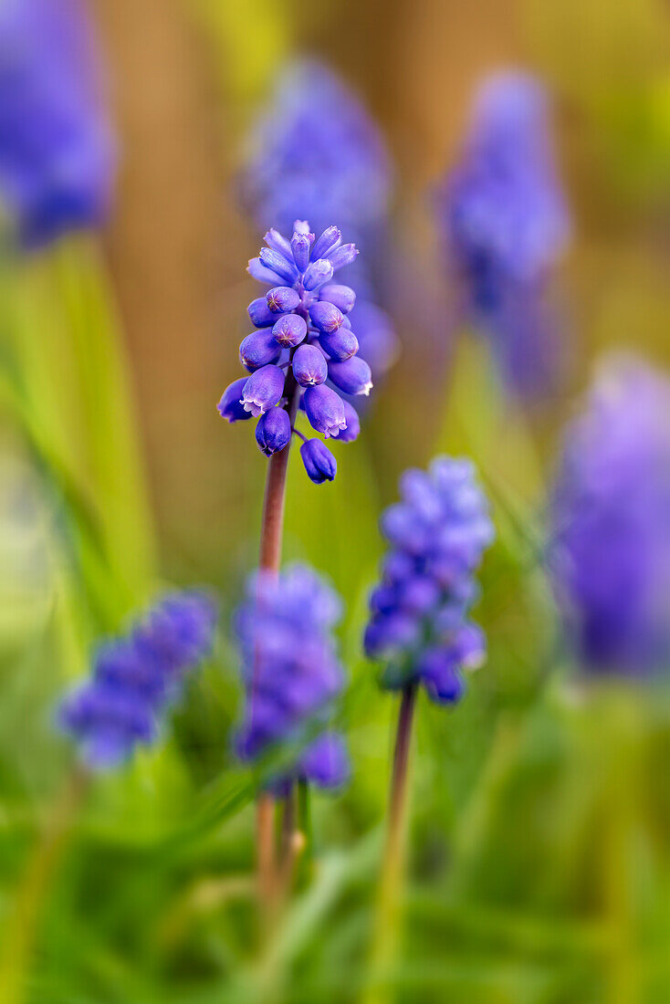  Grape hyacinths in spring light, Bavaria, Germany, Europe 