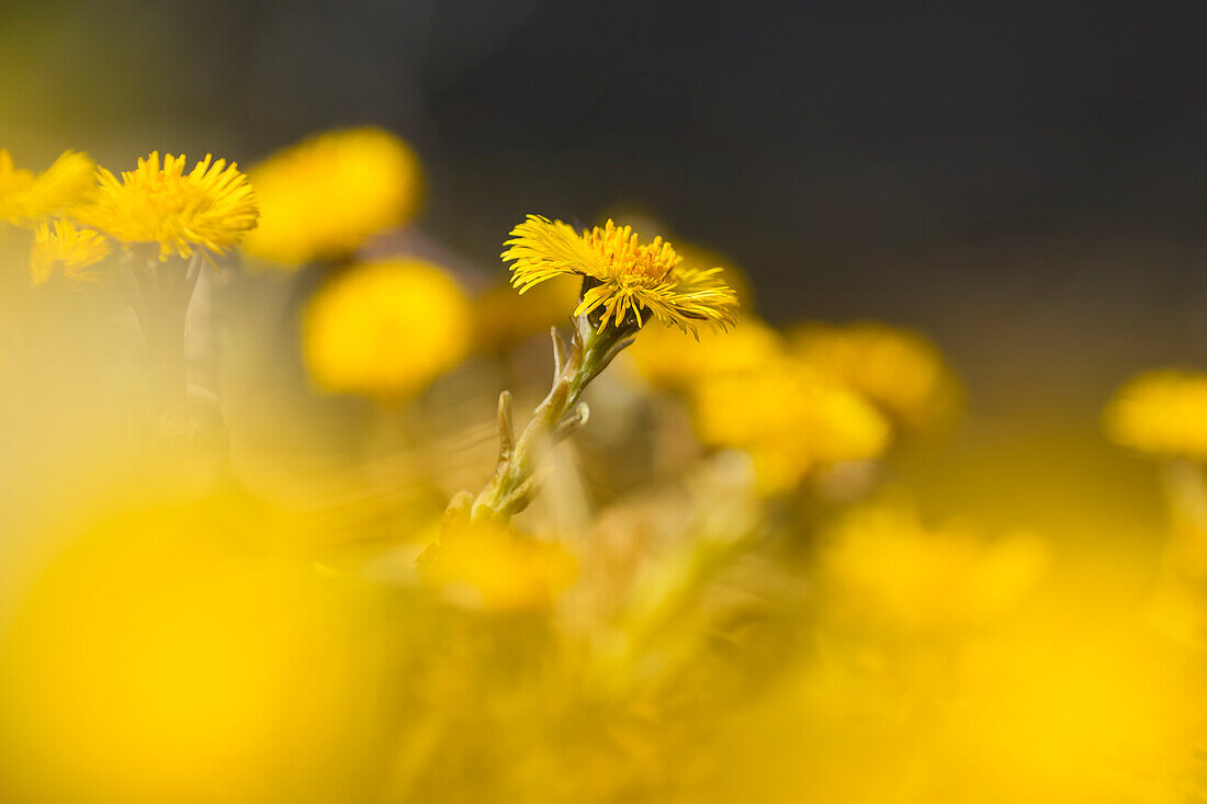  Coltsfoot in spring light, Bavaria, Germany        
