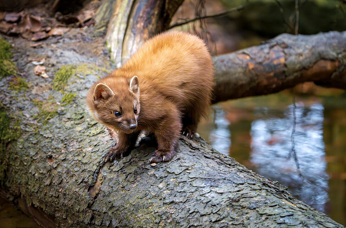  A pine marten in the Bavarian Forest National Park, Bavaria, Germany 