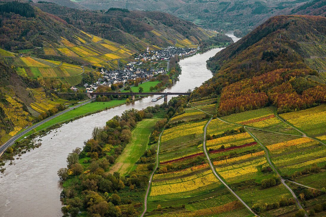 Herbstlich verfärbte Weinberge und Moselschleife, Bremm, Mosel, Rheinland-Pfalz, Deutschland