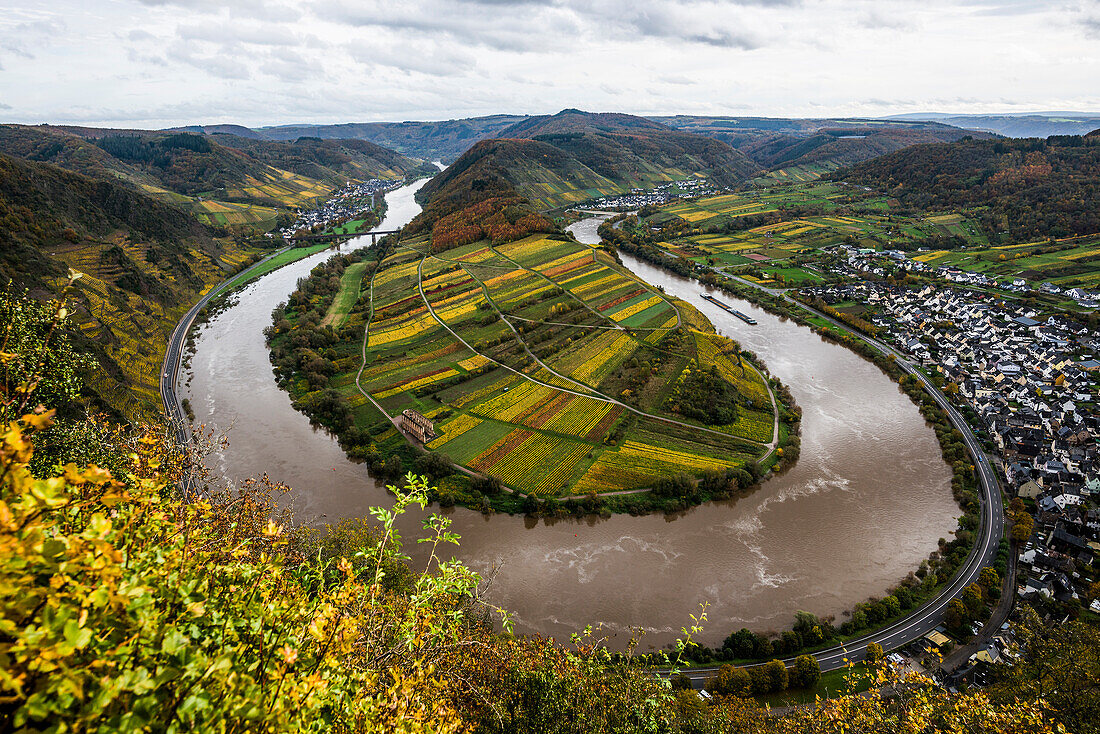 Herbstlich verfärbte Weinberge und Moselschleife, Bremm, Mosel, Rheinland-Pfalz, Deutschland