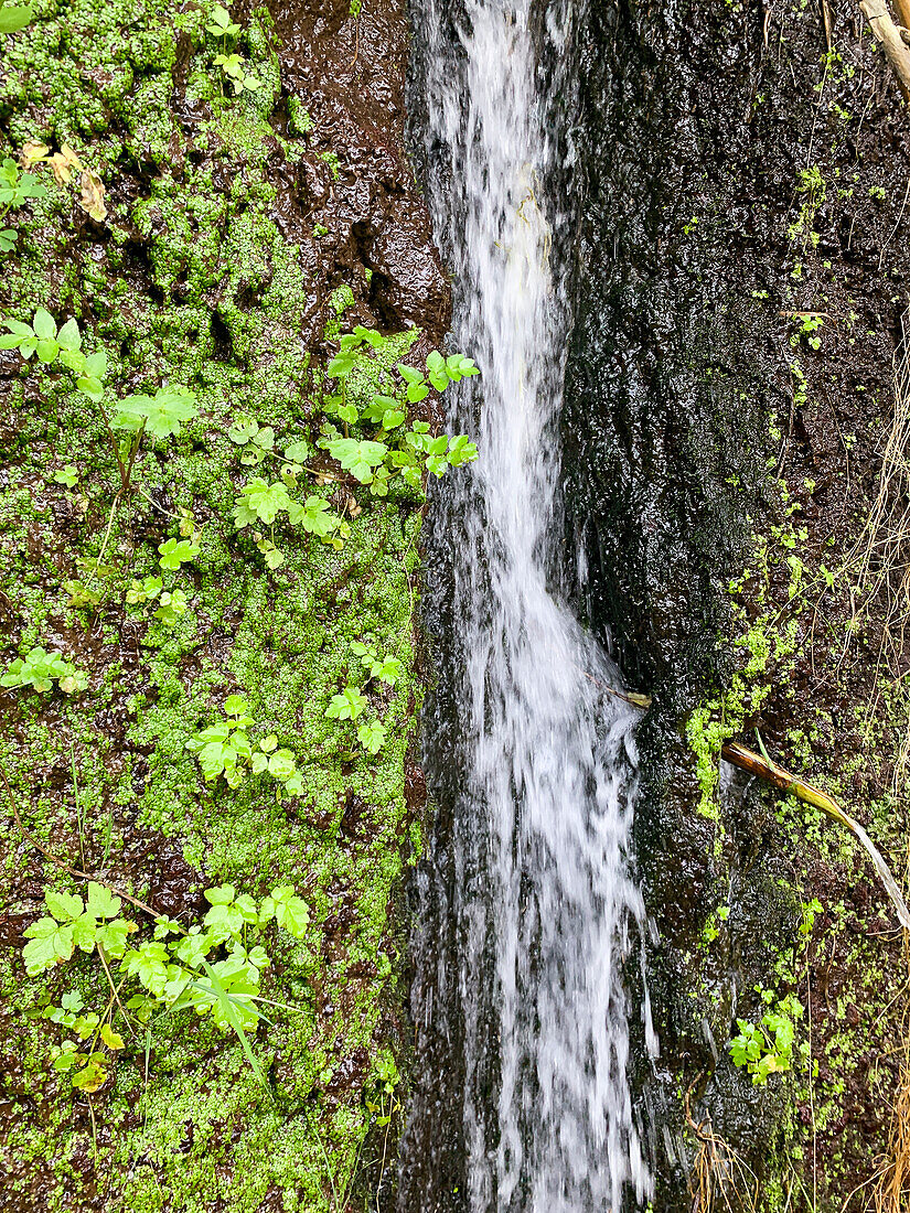 kleiner Wasserfall an einer Felswand, Madeira, Portugal, Europa