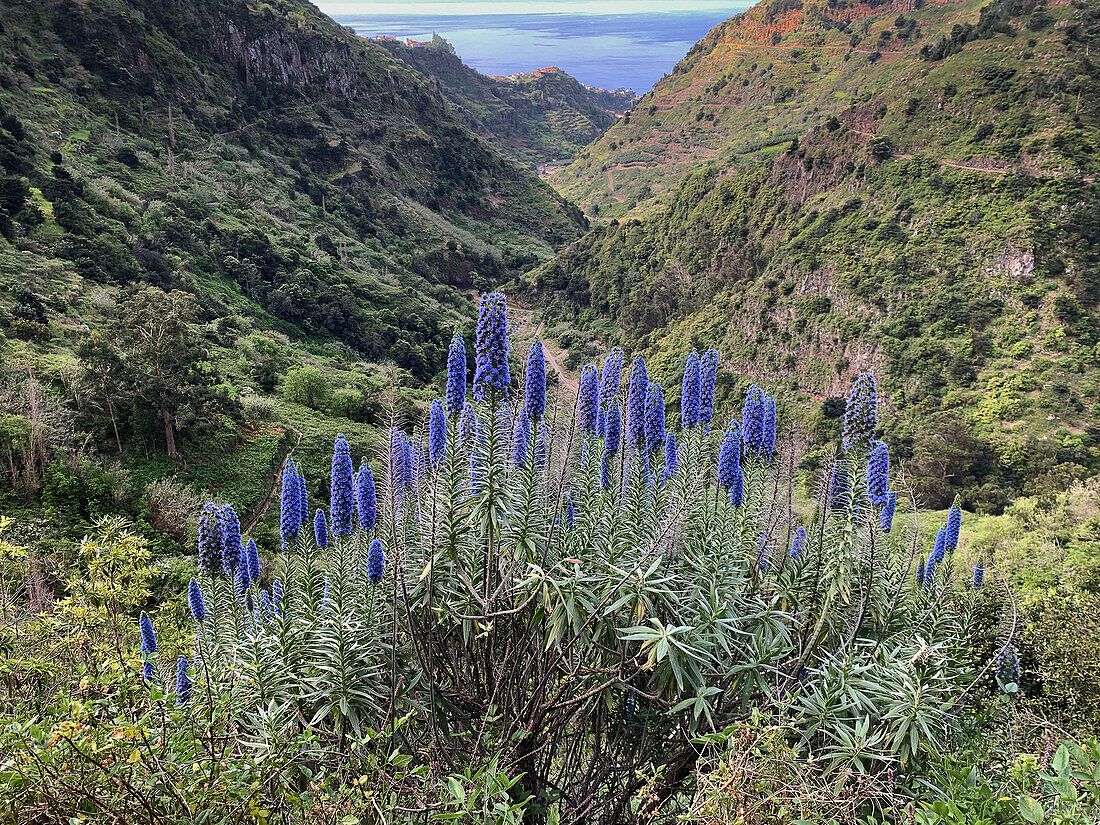 Schlucht mit Madeira-Natternkopf (Echium webbii) und dem Meer im Hintergrund, Madeira, Portugal, Europa