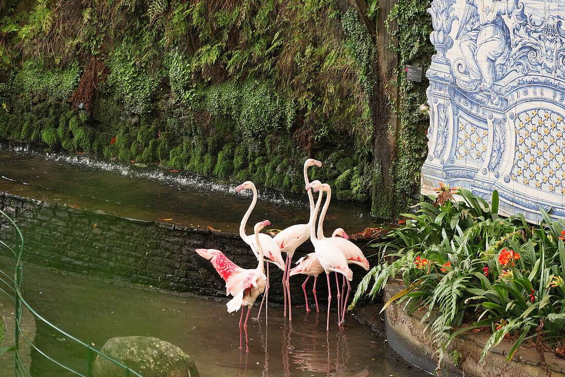 Monte Palace Garden, Flamingos, Madeira, Portugal, Europa