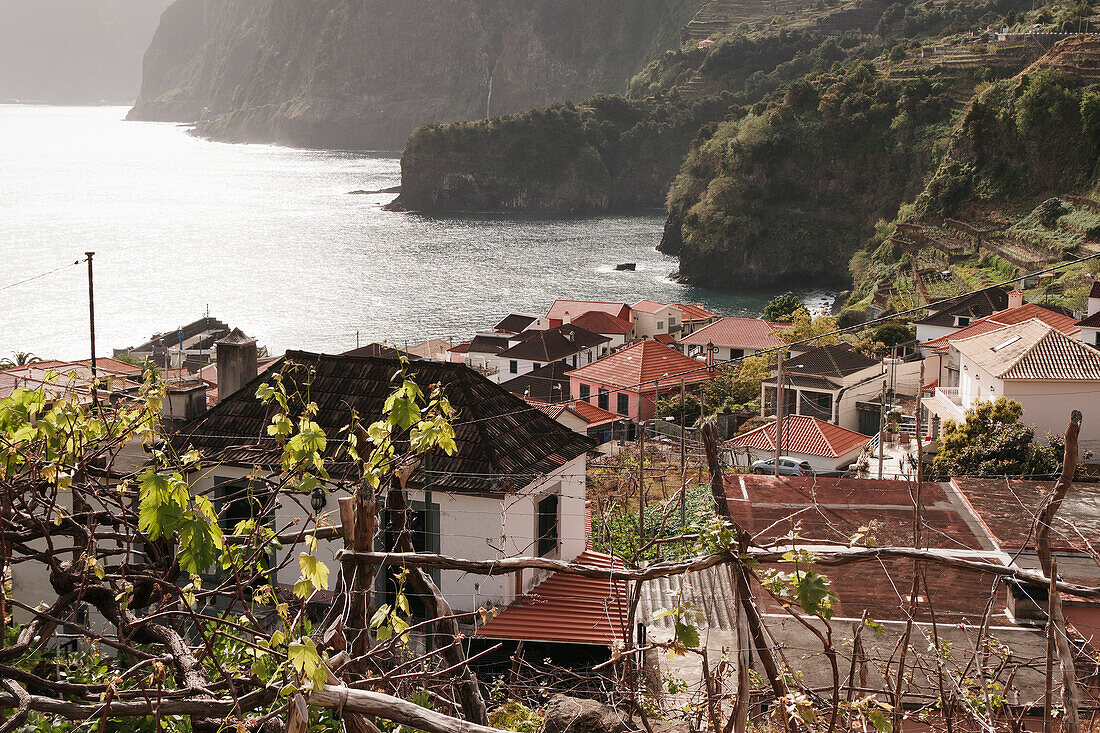 Blick über Weinreben auf ein Dorf an der Küste, Madeira, Portugal, Europa