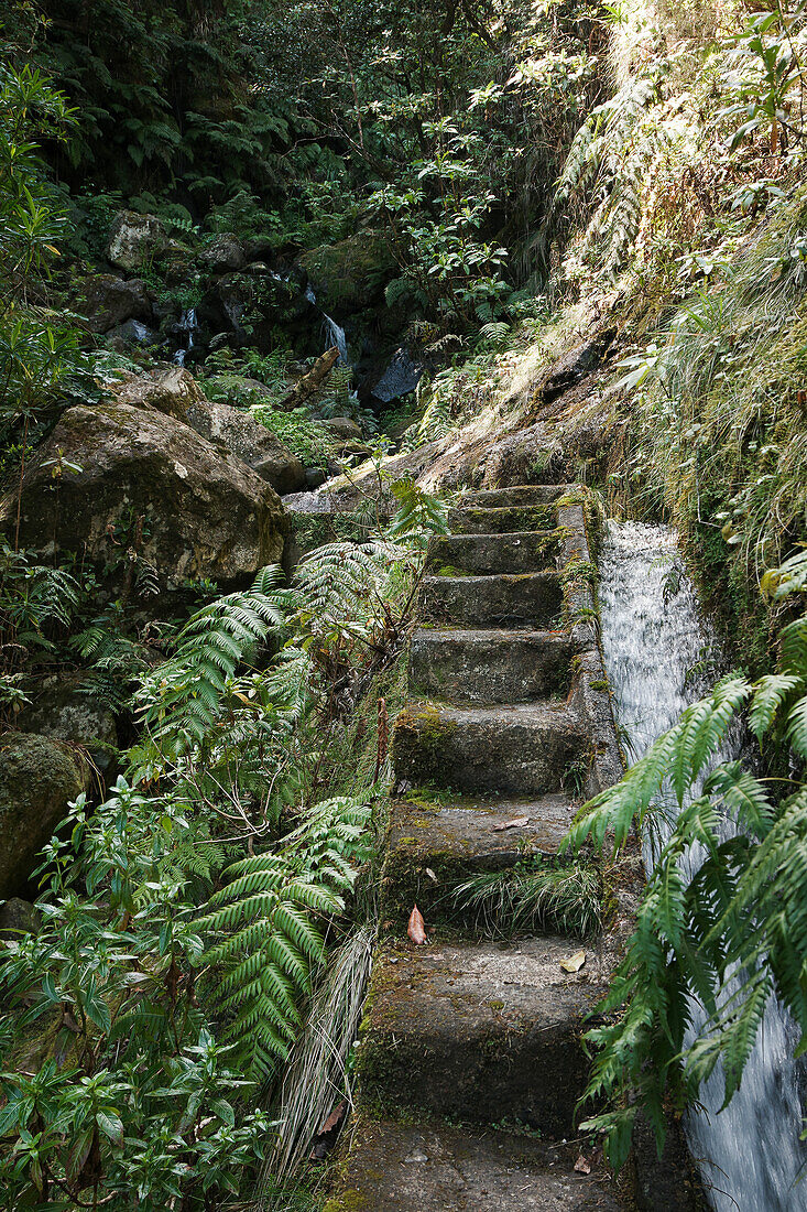 Wanderung an den Levadas, Levada do Norte, Madeira, Portugal, Europa