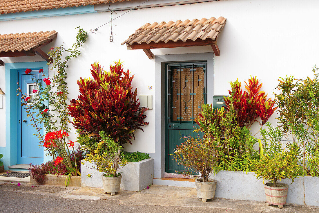  Madeira - Flower decorations in front of houses in Madalena do Mar 