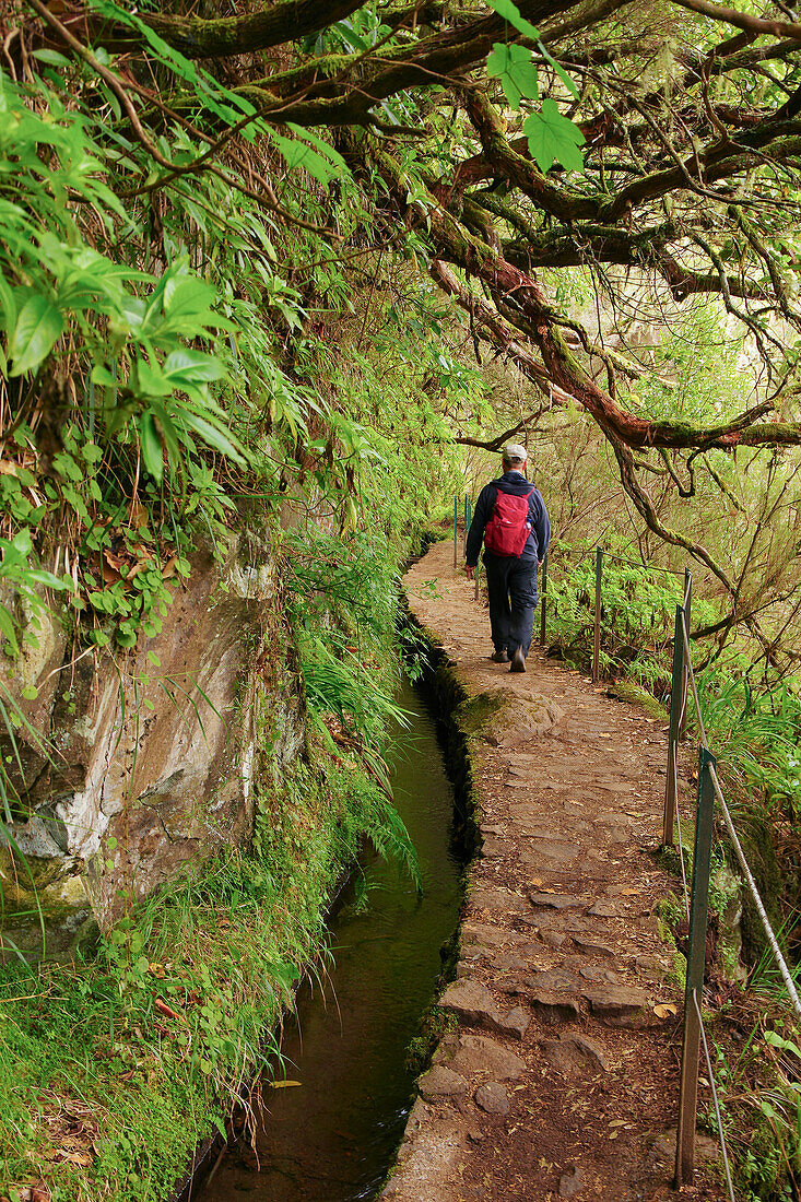Wanderung an den Levadas am Parque Florestal das Queimadas, Madeira, Portugal, Europa