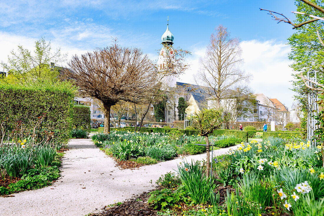 Riedergarten mit blühenden Narzissen und Blick auf die Stadtpfarrkirche St. Nikolaus in Rosenheim in Oberbayern in Deutschland