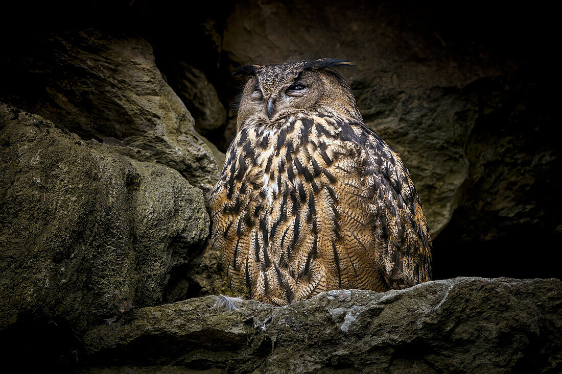  An eagle owl in the Bavarian Forest National Park, Bavaria, Germany 