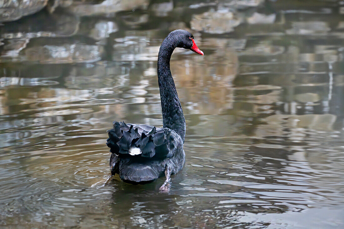  A black swan swims on a small lake, Bavaria, Germany 