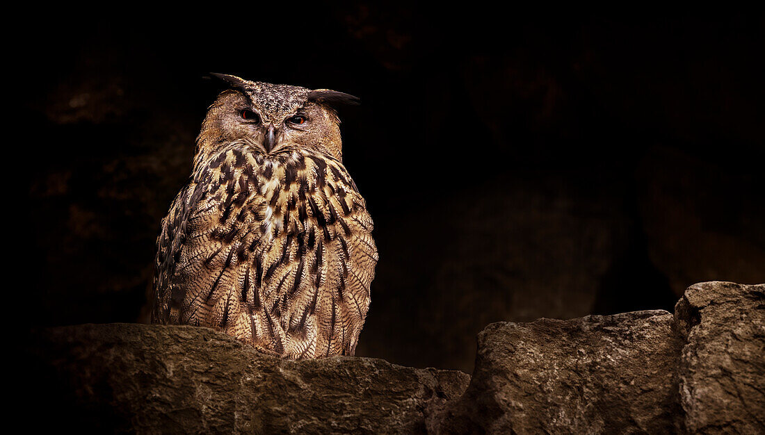  An eagle owl in the Bavarian Forest National Park, Bavaria, Germany 