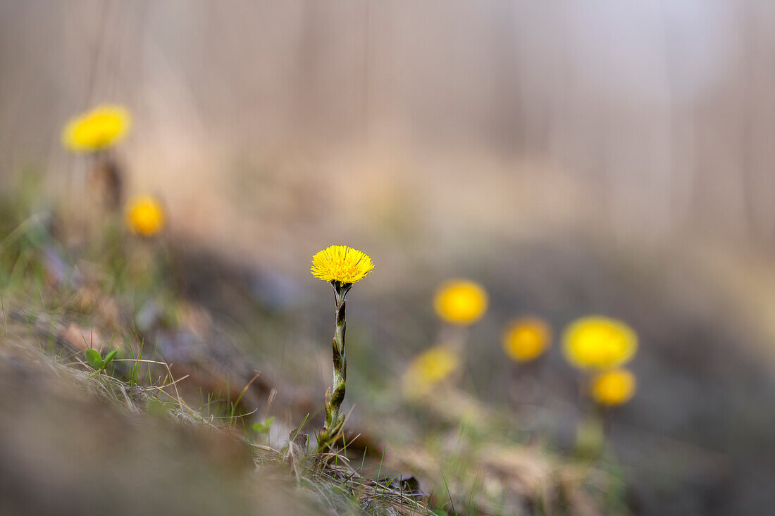  Coltsfoot in spring light, Bavaria, Germany        