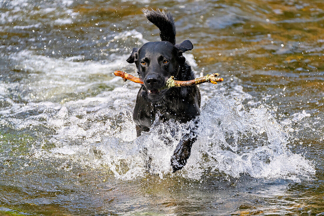  Young Labrador plays exuberantly in the river 