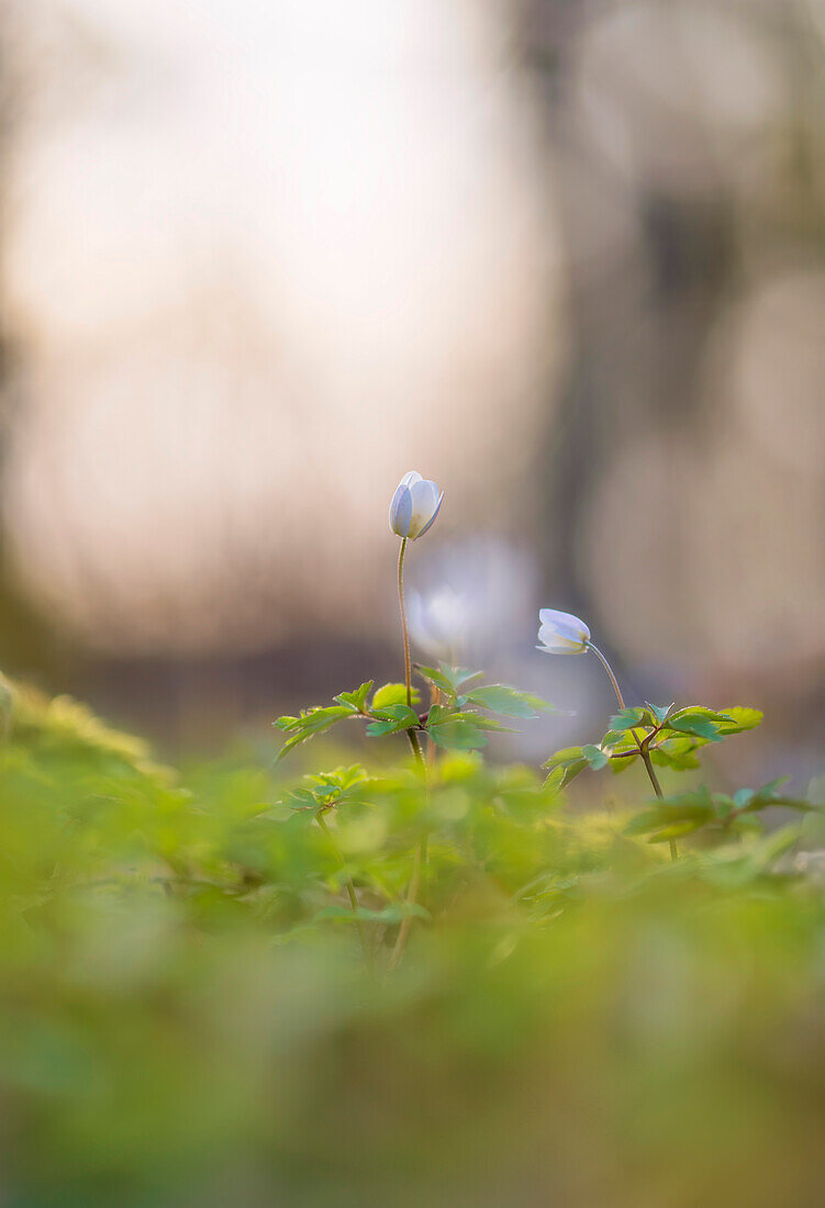  Wood anemone in sunny spring forest, Bavaria, Germany     